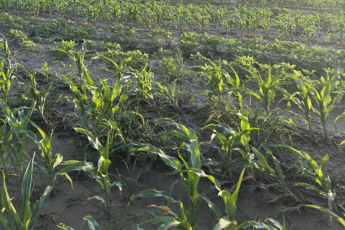 Young corn coming up after the rain.