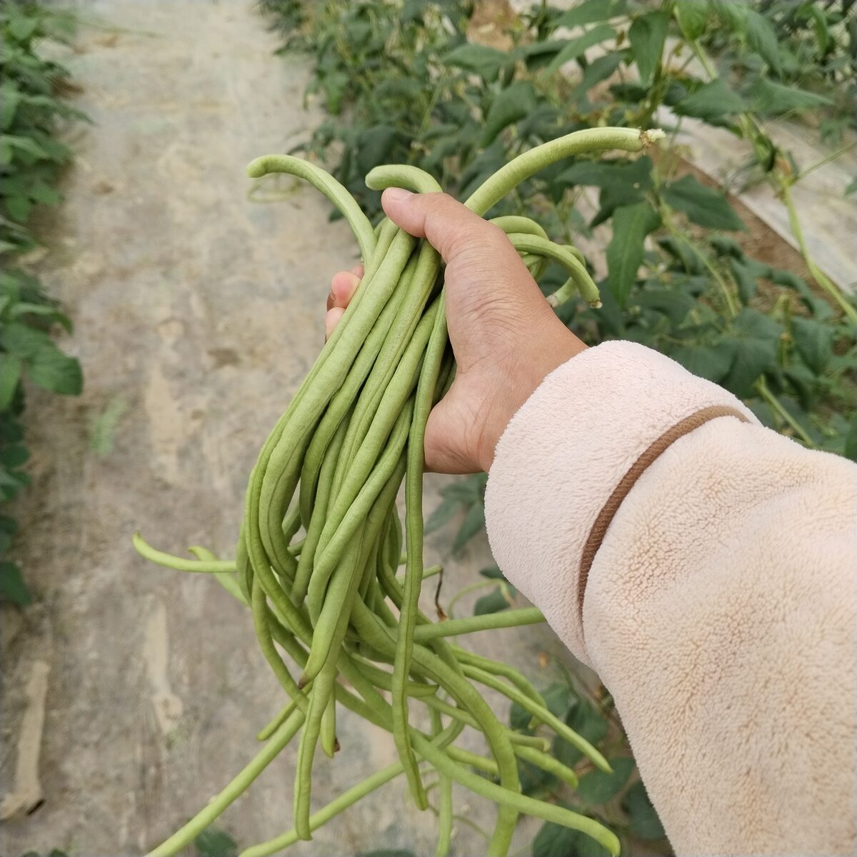 Long beans, picked young. A few stay on the vine for seed.